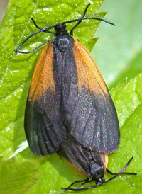 Orange-patched Smoky Moth